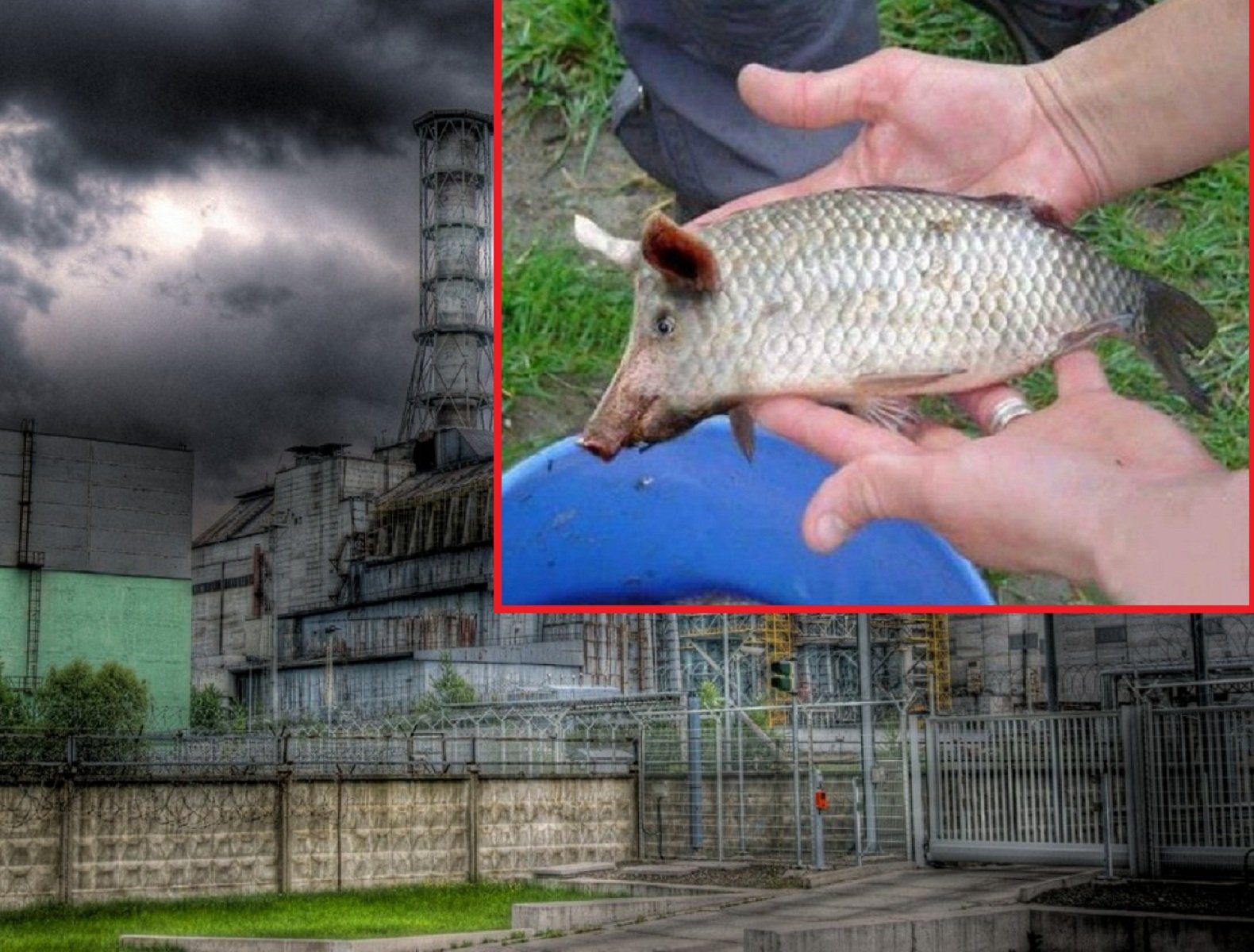 Свиней зона. Чернобыль Припять мутанты. Животные мутанты в Чернобыле. Чернобыль мутированные звери.