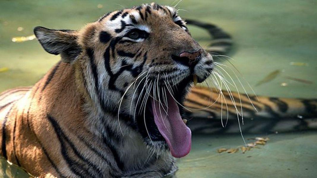 В Индии расстреляли самую "умную" тигрицу Т1: хищница-людоед отрывала своим жертвам головы - подробности