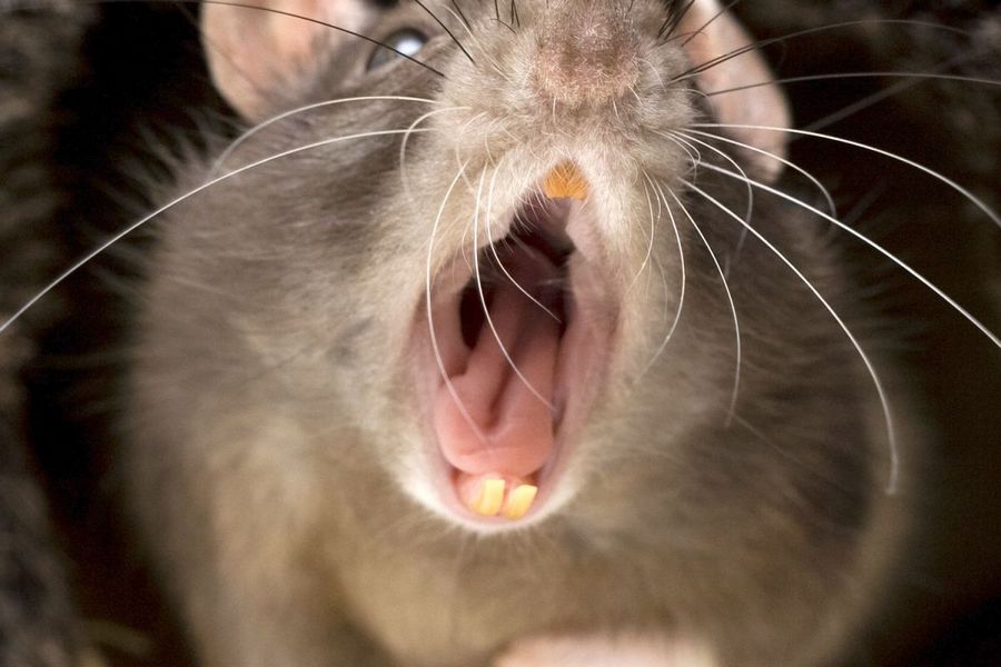 Полчища крыс бросились врассыпную: видео из супермаркета в Москве сразило Интернет