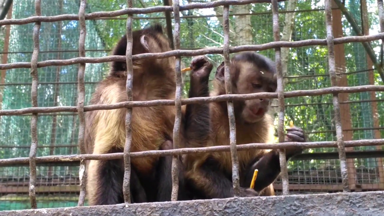 ​На Харьковщине обезьяны устроили массовое нападение на сотрудника зоопарка: мужчина лишился нескольких пальцев и уха