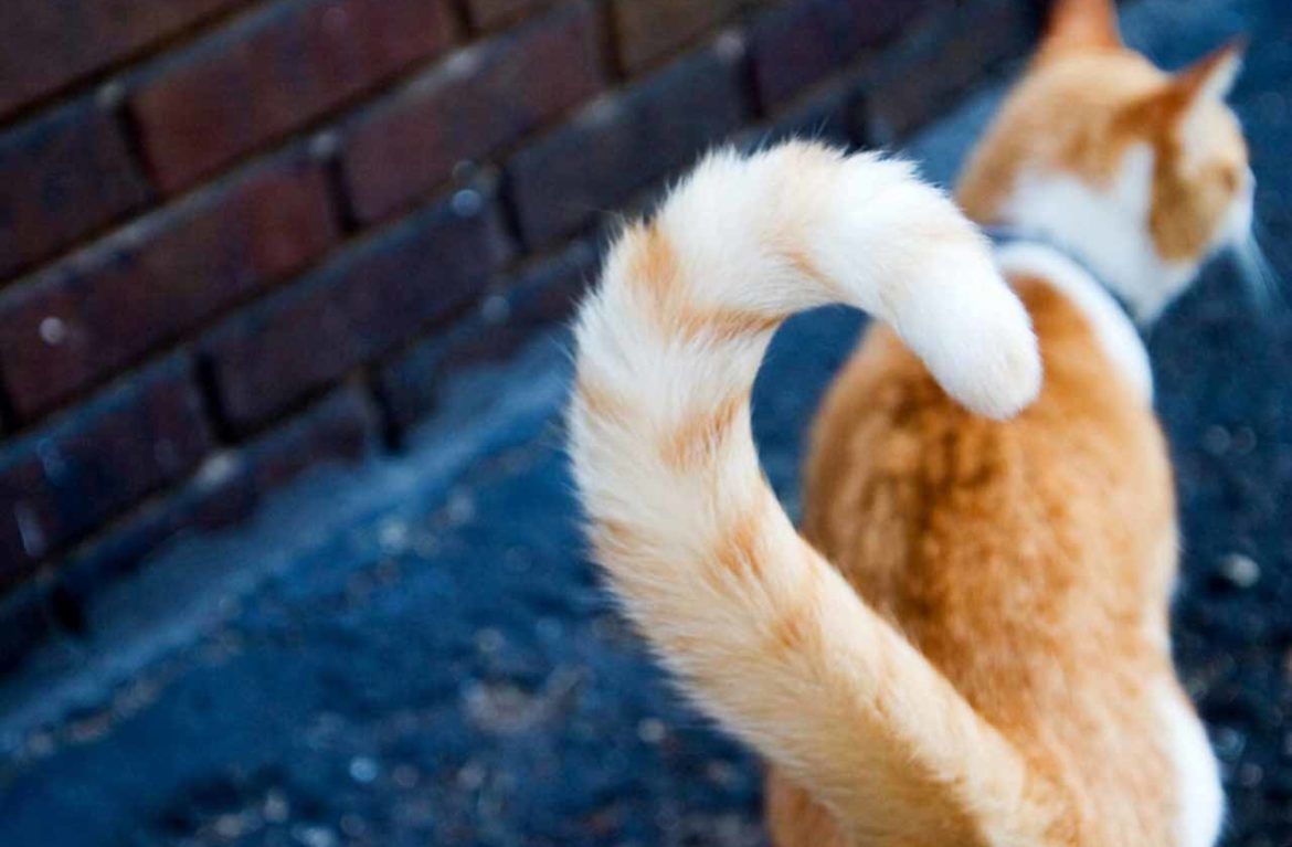 Обратите внимание: как по хвосту кота определить настроение животного