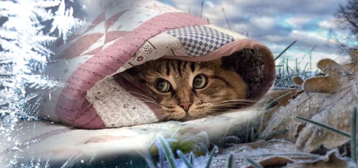 "Необычная аномалия поздней осени", – синоптики рассказали, какая погода ожидает украинцев в ближайшие дни