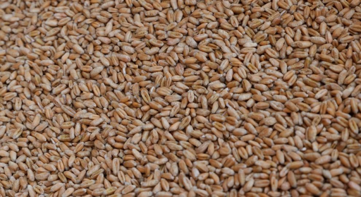 "Мыши съели", - со складов Госрезерва Украины было похищено зерно на сумму в 800 млн гривен