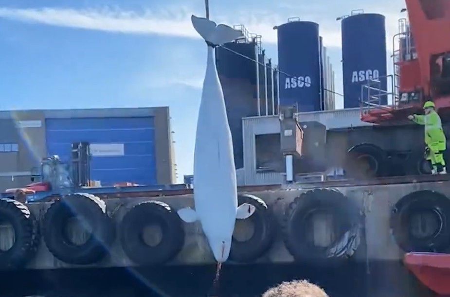 В Норвегии найден мертвым российский "кит-шпион", плававший с камерой слежения на теле