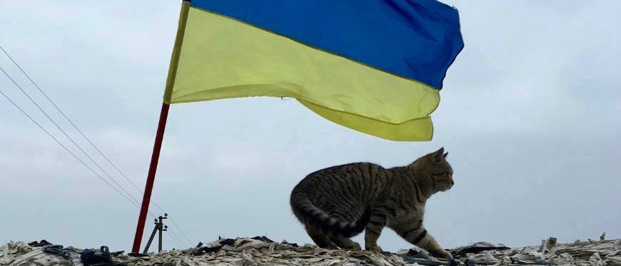 Любимые "котобандеровцы": видео с четвероногими питомцами, которых приютили на передовой защитники Украины