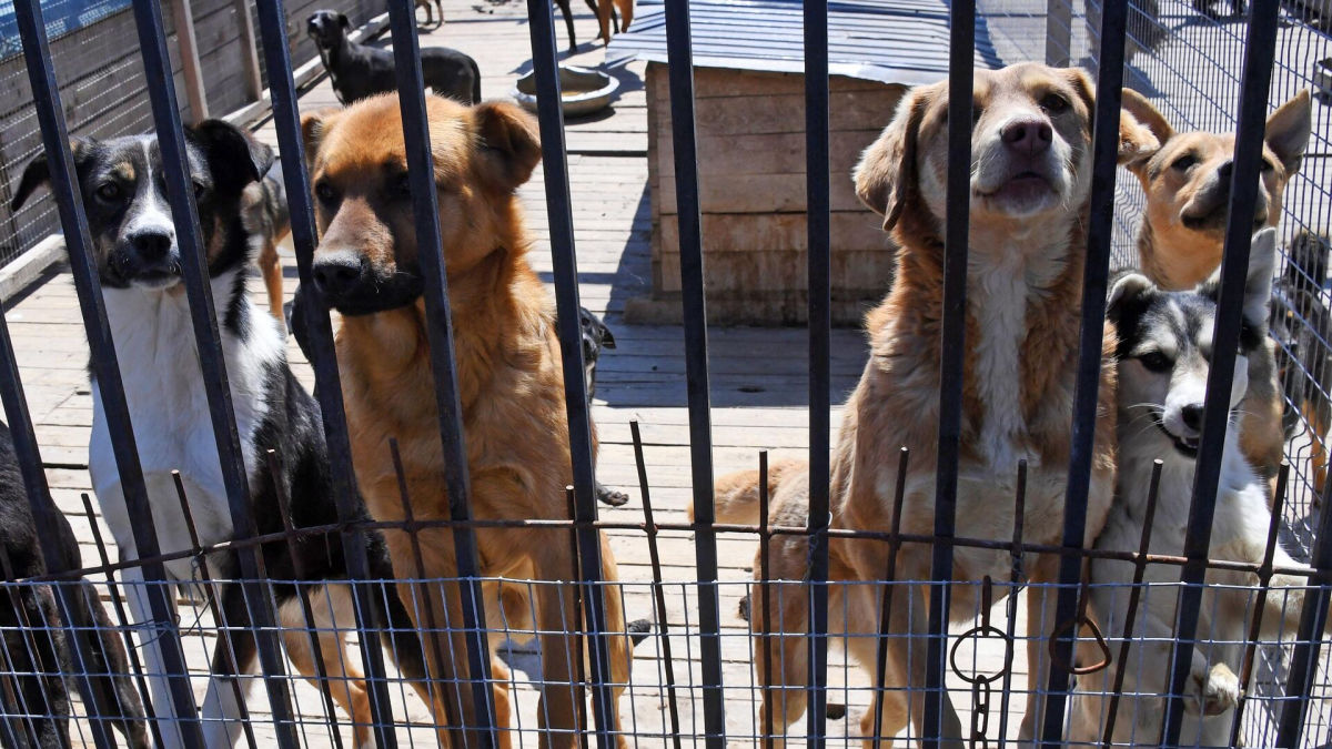 Знущань над тваринами у затоплених регіонах виявилося замало – РФ планує відправляти собак на фронт 