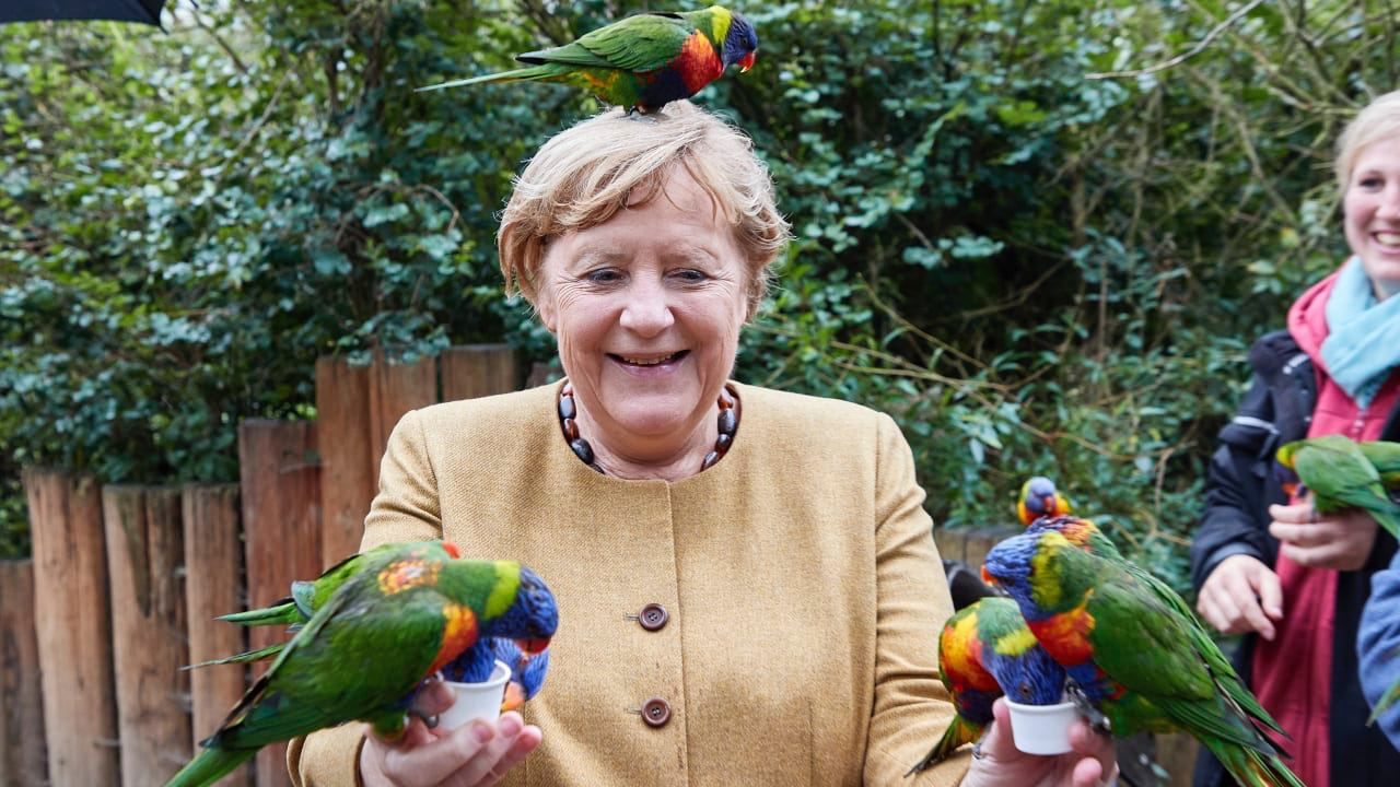 Такой Меркель еще не видели: попугаи растрогали сурового канцлера 