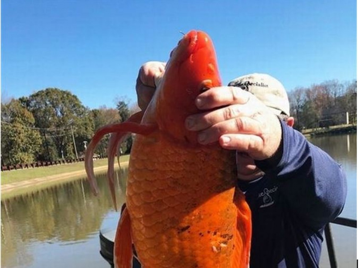 В США поймали золотого "лох-несского монстра": рыба-мутант в 15 раз больше сородичей, кадры