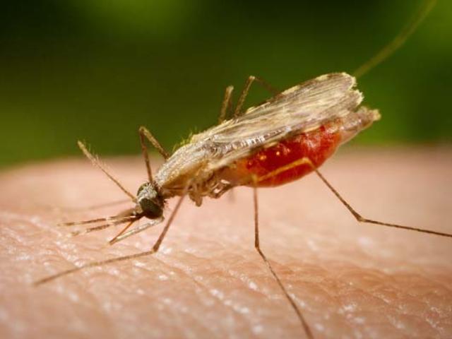 В Харькове вспышка малярии: медики госпитализировали гражданина Гвинеи