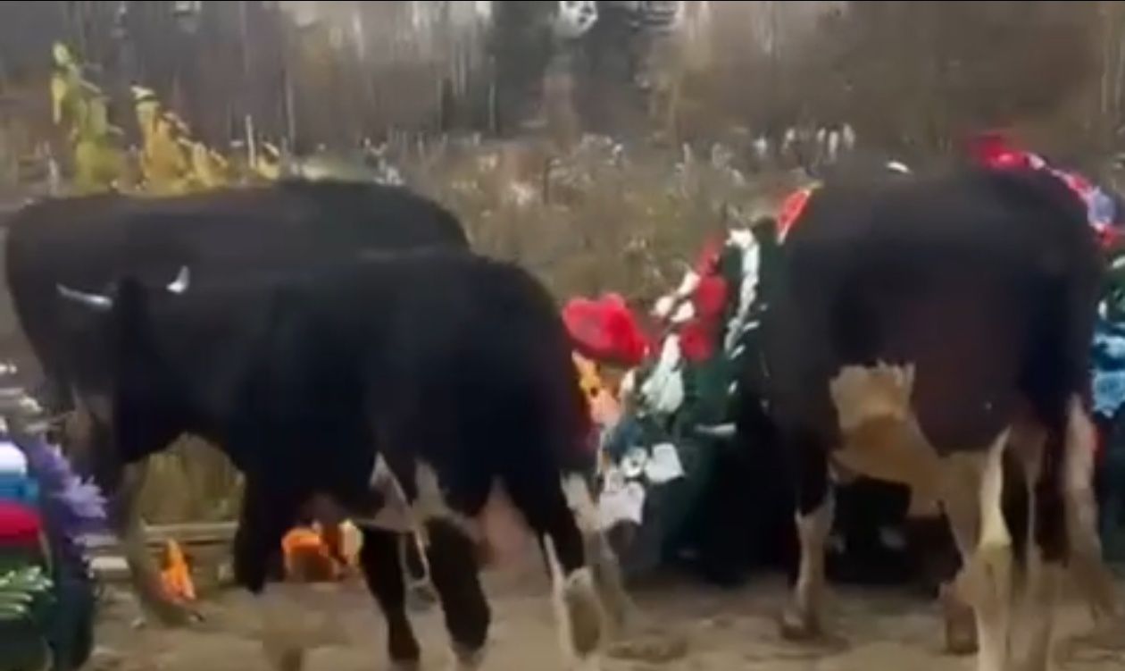 Вандалізм "по-скотськи": з'явилися відеофакти того, що у Томській області могили окупантів на кладовищі знищують не люди