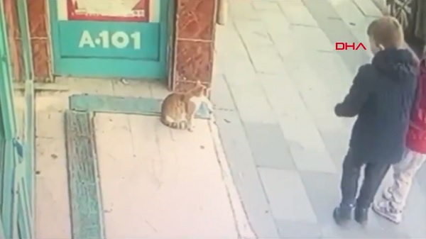 В Стамбуле кошка нападает на мужчин возле супермаркета: видео с пушистым "охранником" стало хитом Интернета