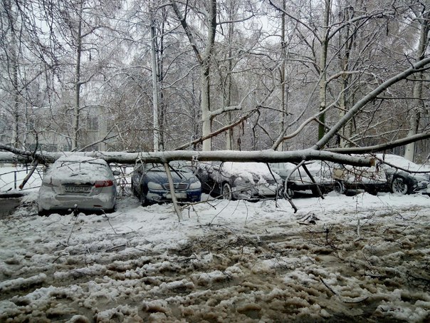 Апокалипсис в Харькове: из-за снегопада упало более 500 деревьев, остановлены электрички