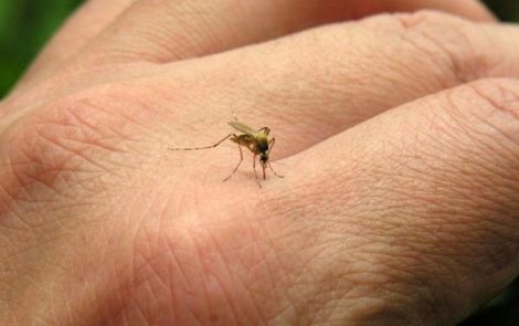 Минздрав: более 50 видов насекомых являются потенциальными распространителями вируса Зика в Украине