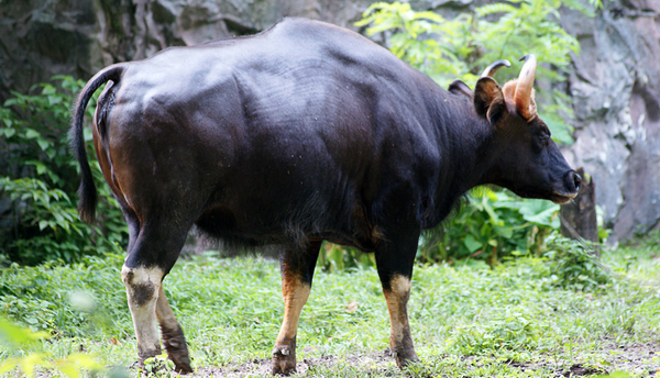 В Индии бизон весом в тонну ворвался в многолюдную деревню: появились жуткие кадры со взбесившимся животным