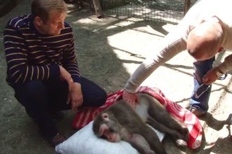 В оккупированном Крыму убивают животных в зоопарке