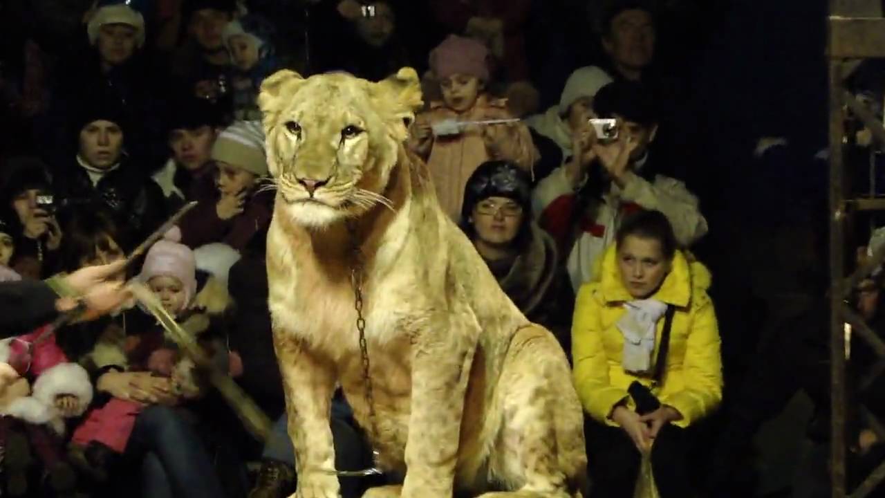 На юге России львица набросилась на ребенка в передвижном цирке – кадры