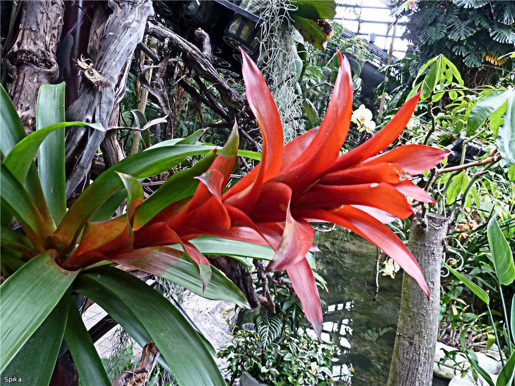 Из-за вынужденной экономии теплоносителей Киевский ботсад за бесценок распродает экзотические растения