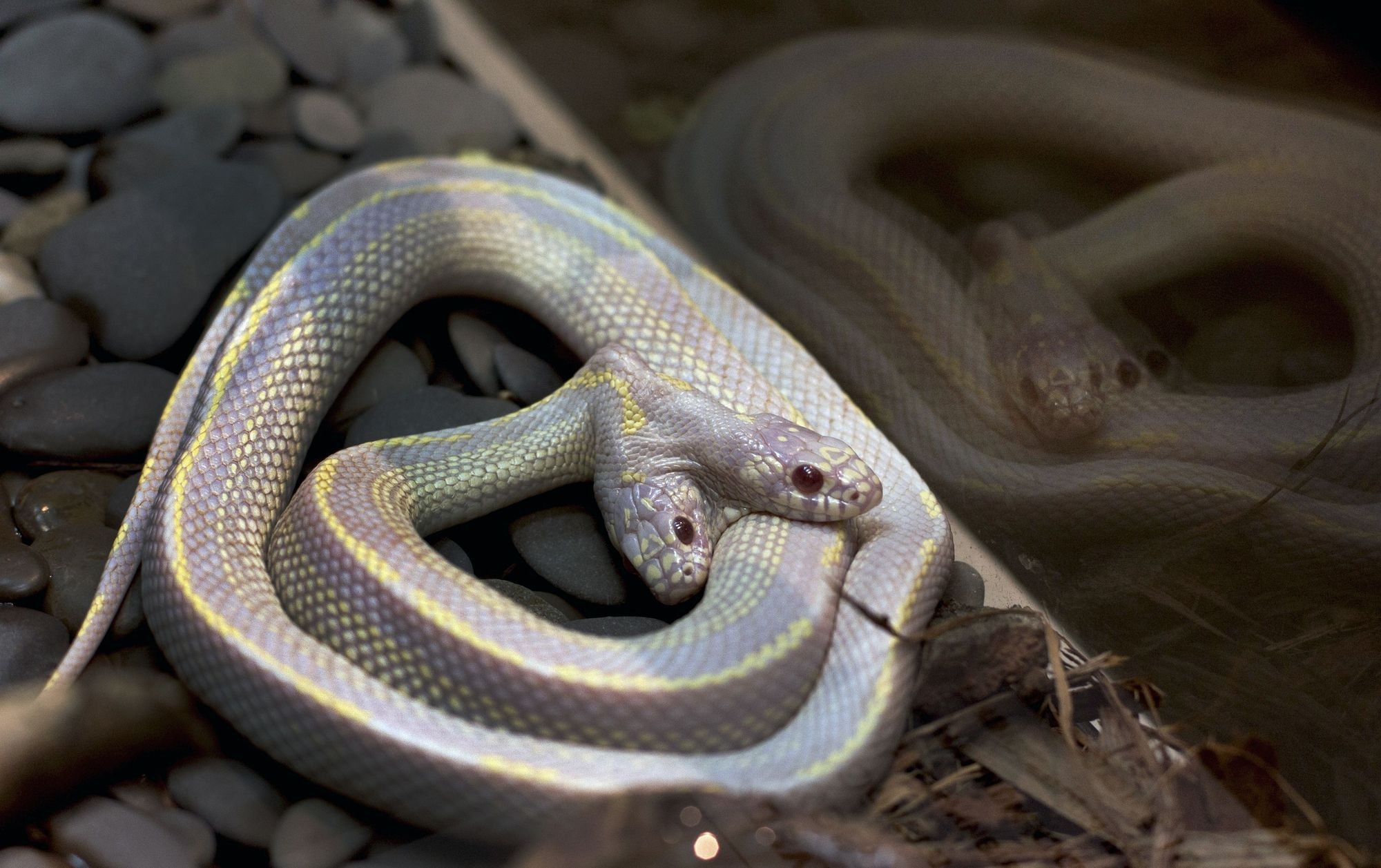 У змеи-мутанта из китайской провинции обнаружена вторая голова в необычном месте - кадры
