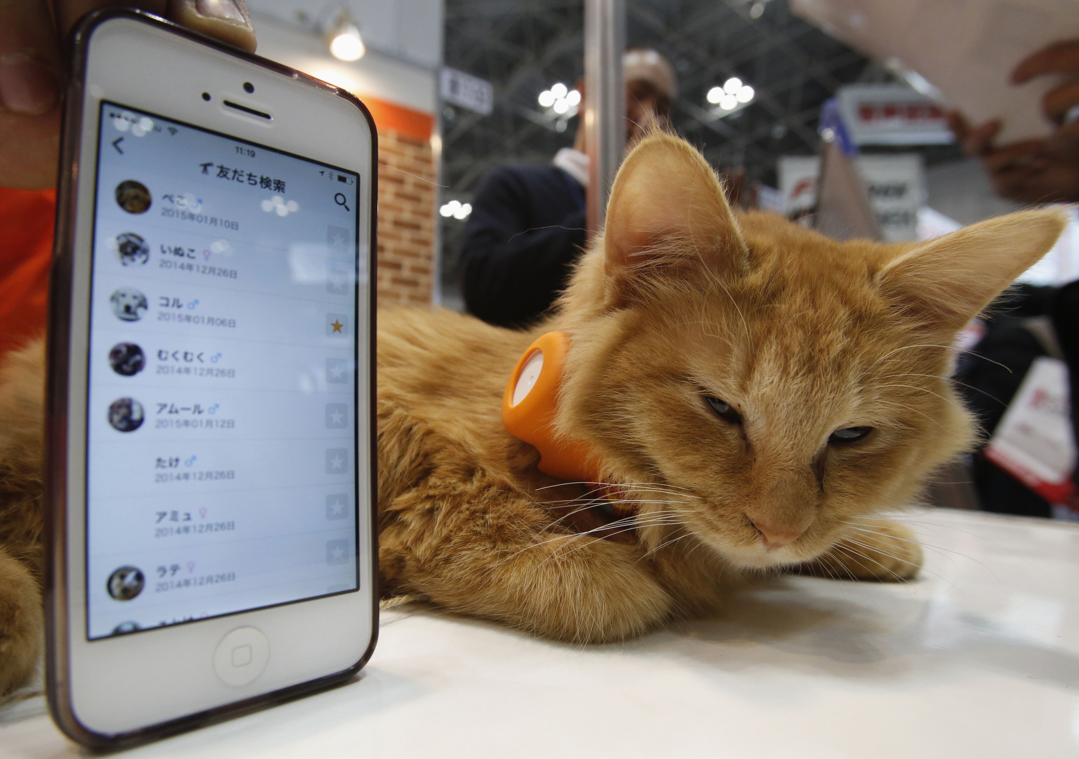 Японцы представили гаджет для связи со своим котом