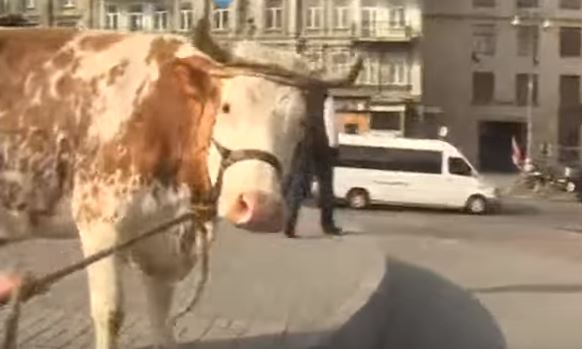 "Коровий поход" Ляшко на Кабмин заставил перекрыть автомобильное движение в центре Киева
