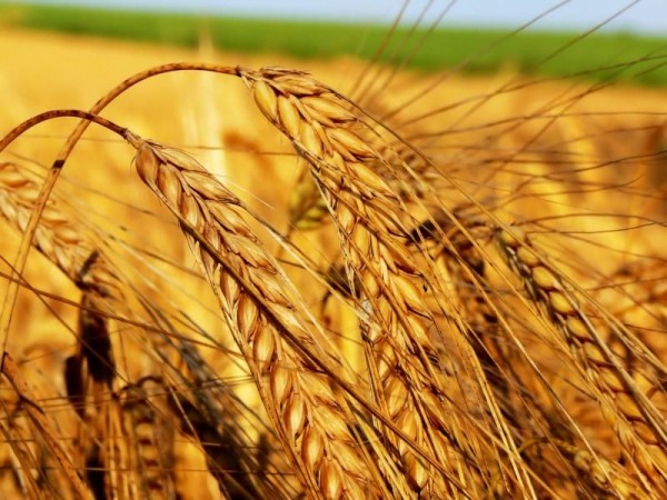 В Украине завершен процесс посева яровой пшеницы