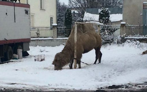 Грузинский цирк-шапито бросил в Украине своего верблюда