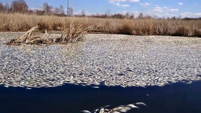 В России озеро покрылось тоннами мертвой рыбы, жители задыхаются от тошнотворного запаха: опубликовано видео масштабного бедствия