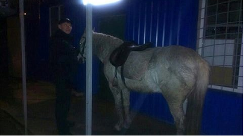 Как полиция в Харькове поймала пьяного дебошира на коне, а под Киевом задержала угнавшего маршрутку уголовника