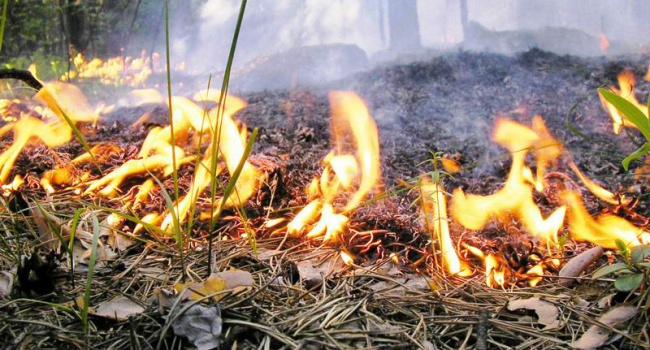 В Киеве объявлена чрезвычайная пожароопасность - киевлянам настоятельно рекомендуют не посещать лесопарковые зоны