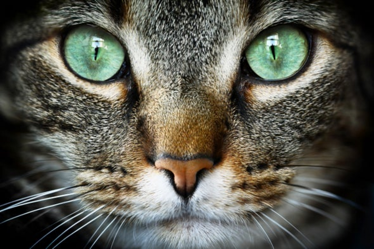 Секрет мурлыканья кошек раскрыт: ученые сделали удивительное открытие