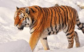 Немецкие ученые: Россия потеряла амурского тигра