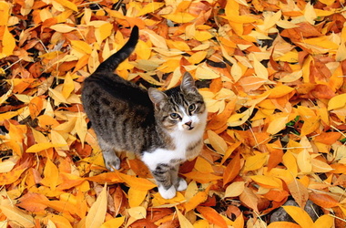 Прогноз погоды на 7 октября в городах Донбасса: Донецк, Луганск, Макеевка, Горловка, Мариуполь, Марьинка, Славянск, Краматорск
