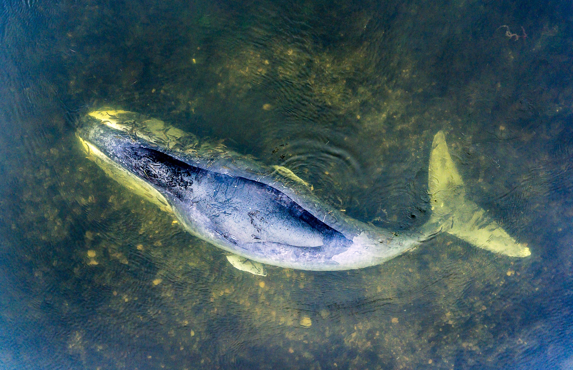 Под Хабаровском в устье реки в страшных мучениях медленно умирает детеныш кита - очевидцы умоляют спасателей о помощи - шокирующие кадры