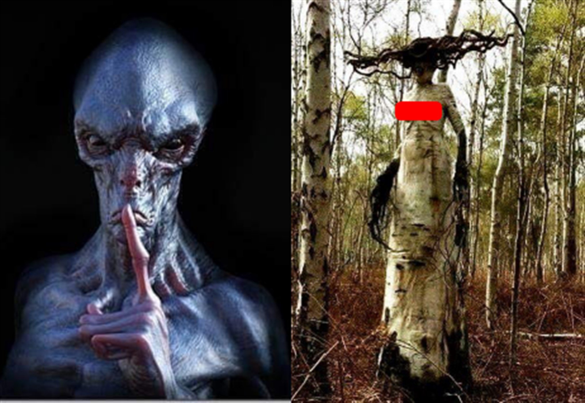 В лесах Карелии нашли Дриаду Нибиру, напоминающую Горгону-мутанта 