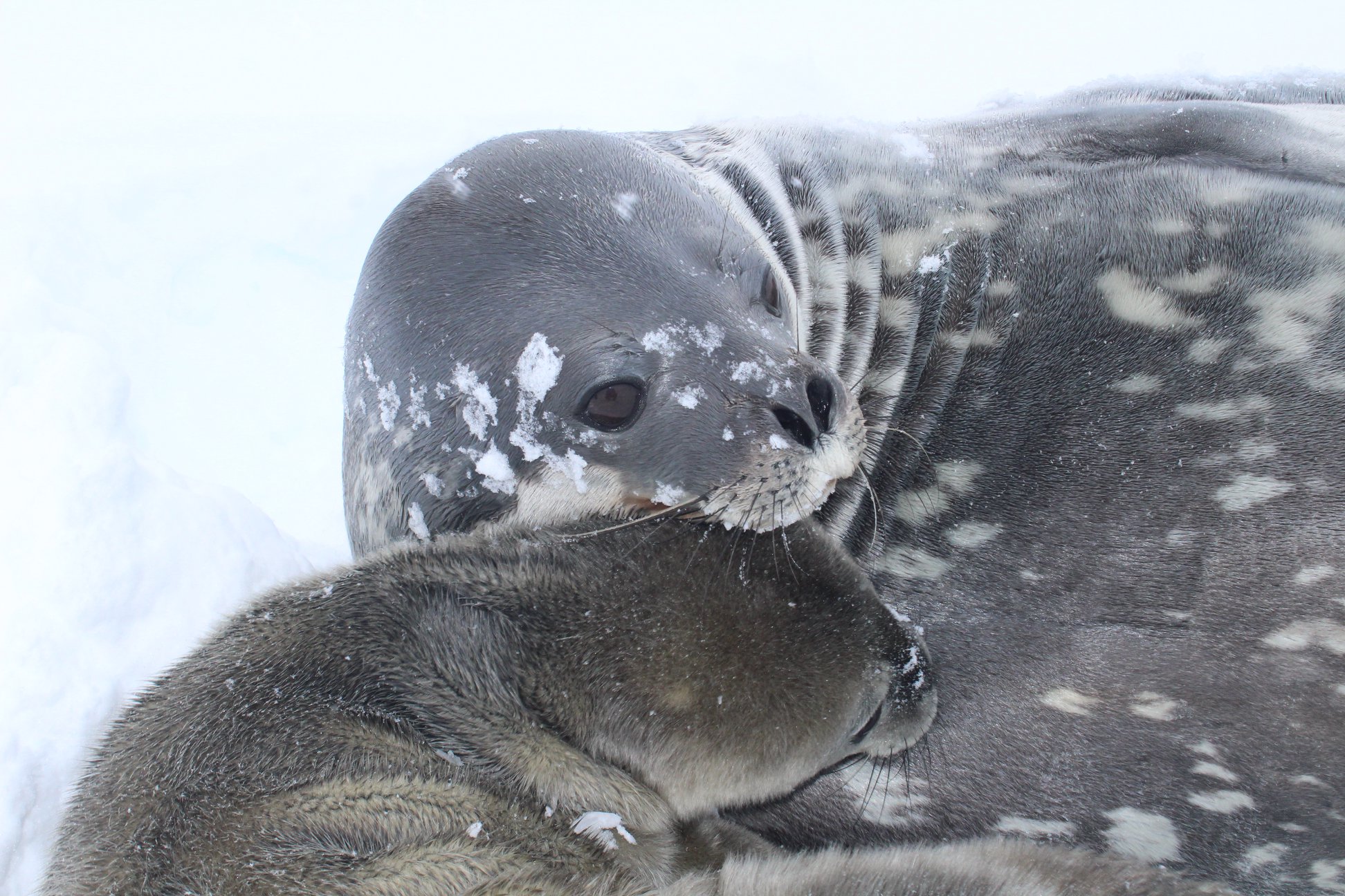 На украинской полярной станции впервые родился тюлененок: варианты имени могут предлагать все желающие  