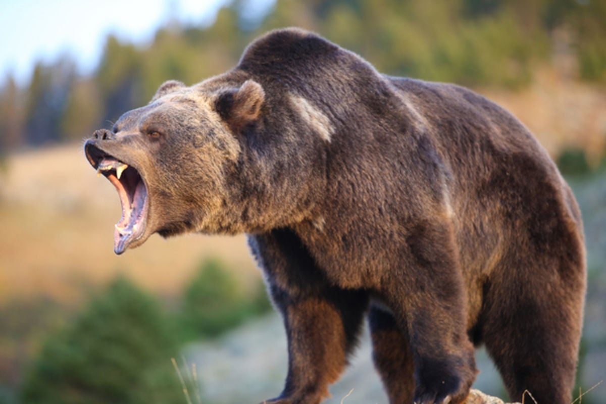 ​Выживший по-настоящему: на Аляске медведь гризли неделю преследовал раненого туриста