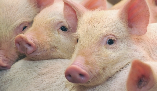 Особо опасно: Польшу накрыла ужасная напасть страшной болезни свиней