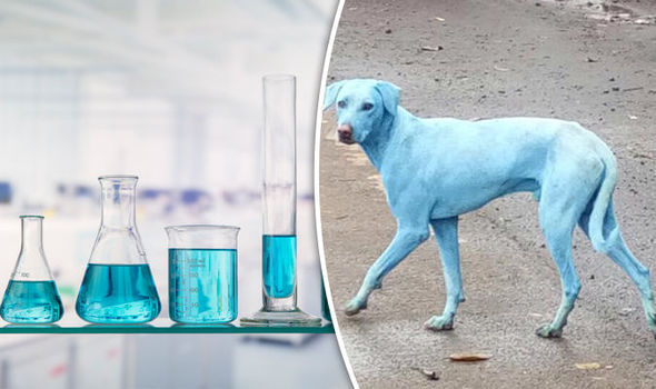 Тайна синих собак на улицах Индии – шокирующие кадры