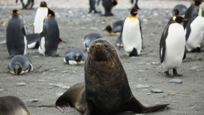 Американские ученые озадачены тем, что морские котики спариваются с пингвинами