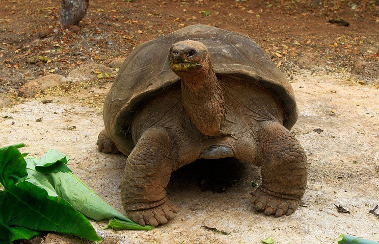 Умерла 100-летняя черепаха - символ Национального парка Галапагосских островов