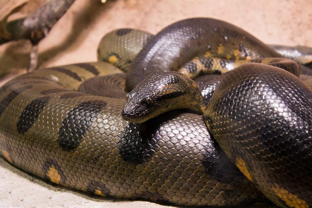 Встреча с ней означала смерть: ученые показали, как выглядела самая громадная и опасная змея планеты