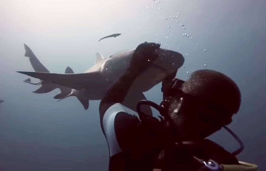 Трогательные объятия человека с акулой: дайвер и его "питомец" Блонди шокировали пользователей Сети