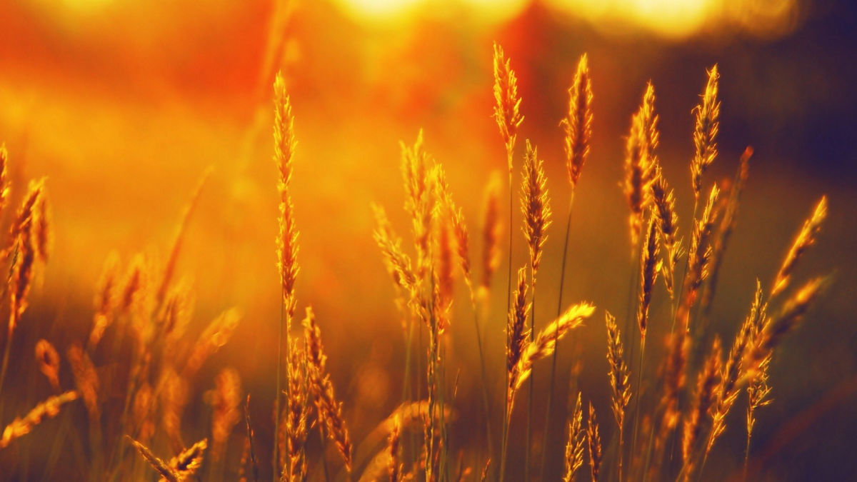 "Лето продолжается", - синоптик пообещала Украине жаркую неделю