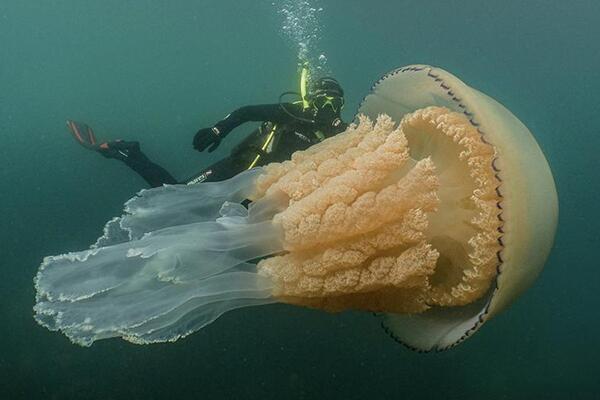 Морской монстр размером с человека: пугающую находку дайверов у берегов Британии показали в Сети
