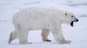 Выяснились шокирующие подробности нападения белых медведей на сотрудника газовой компании в Арктике