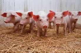 В шести районах Сумской области введен карантин из-за африканской чумы свиней