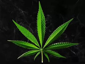 В Австралии легализовали марихуану: стало известно, кому разрешено употреблять наркотик