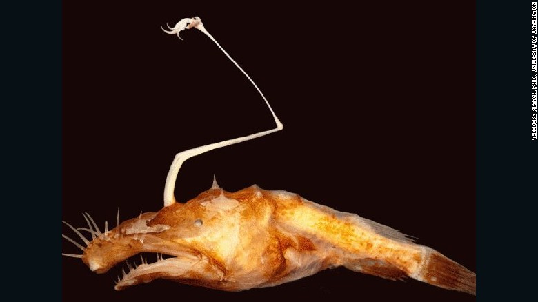 Вчені знайшли новий жаливий вид риб в глибинах океану
