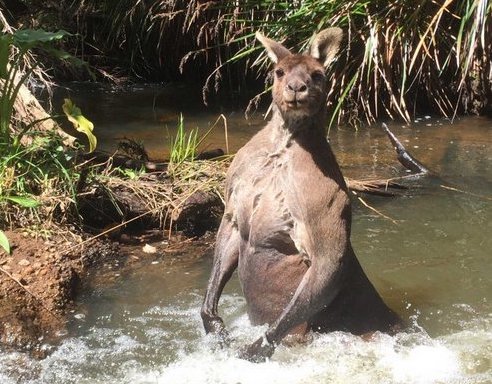 "Владимир КенгаПутин": в Австралии обнаружили кенгуру, очень похожего на российского президента – опубликованы занимательные кадры