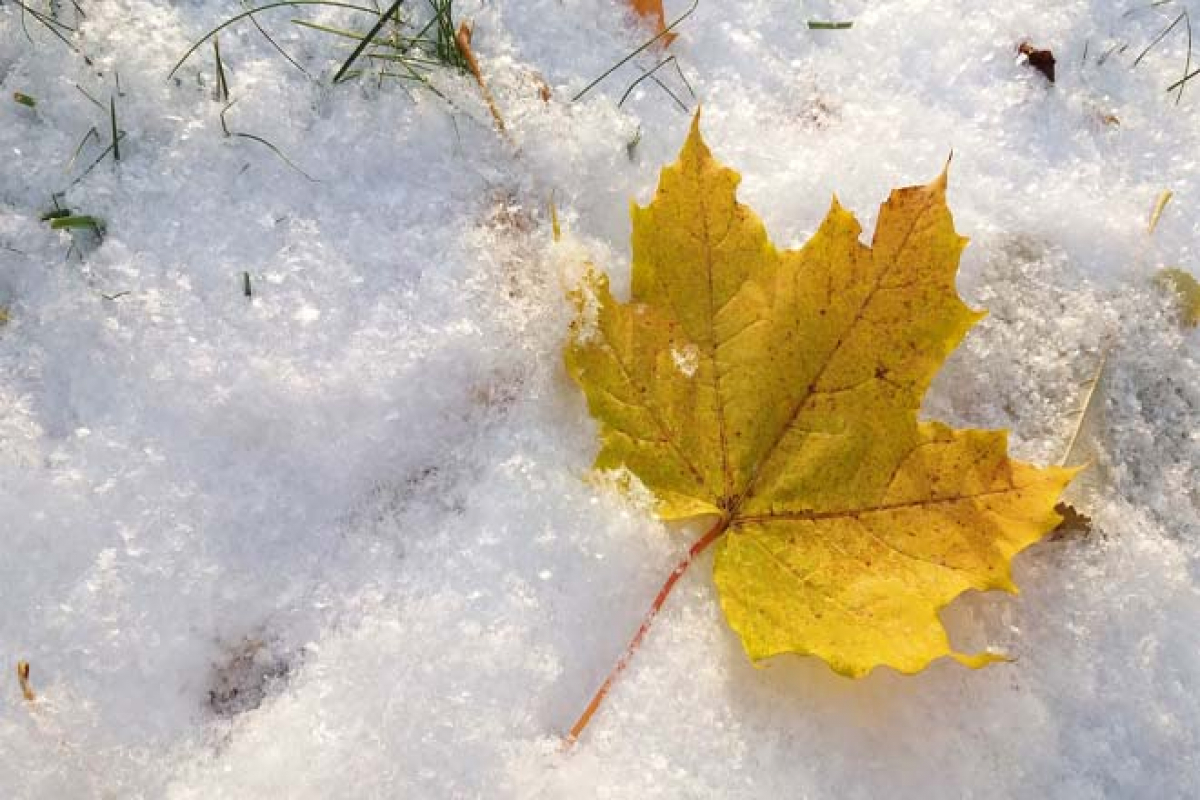 Сугробы листьев. Листья в снегу. Осенние листья в снегу. Кленовый лист в снегу. Лист клена на снегу.